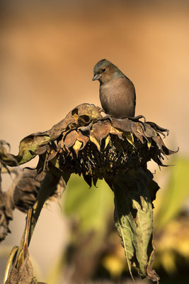 Lieblingsplatz meint der Buchfink :-)