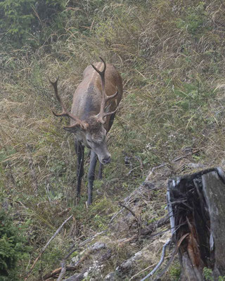 Rothirsch - leider bei miserablem Wetter....