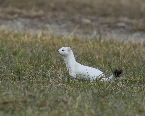 wieder ein neues Hermi - Hüggi ist das :-)