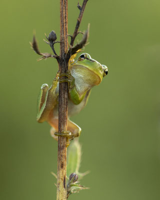 kleiner Laubfrosch :-)