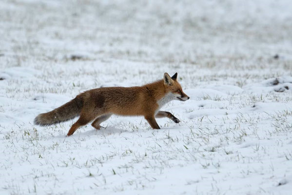 mein Schneefuchs kommt doch öfters :-)