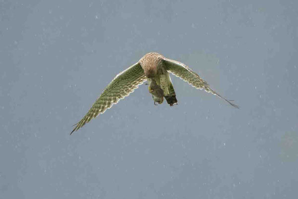 ... zwischendurch schnell eine kleine Stärkung zu sich nehmen :-)