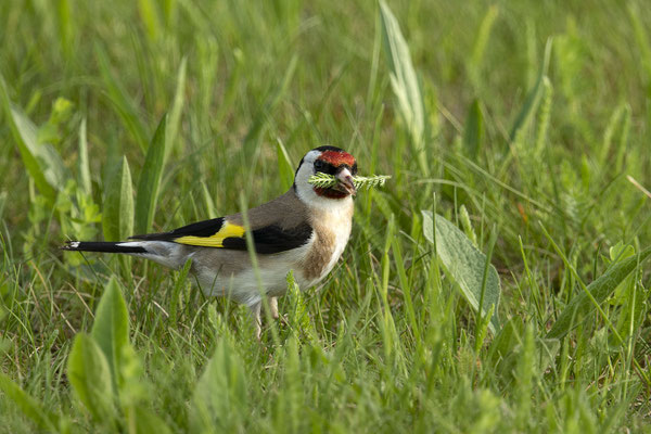 Stieglitz auf "Beutezug"