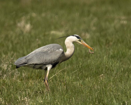 Graureiher mit Zauneidechse
