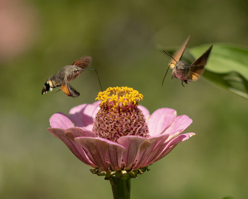 Doppeltaubenschwänzchen