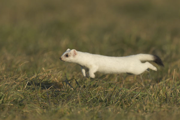 Micha - meine Hermeline:-)
