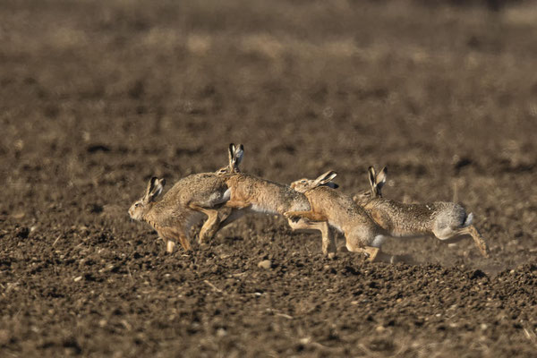 Göttlich diese Hasen :-)