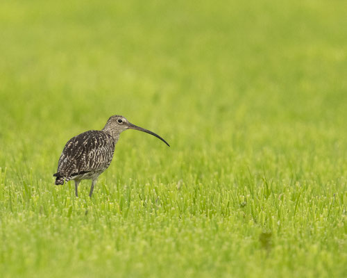 seltener Gast auf unseren Wiesen - großer Brachvogel beim Regenwürmer zupfen :-)