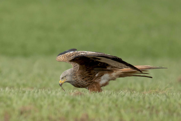 Rotmilan mit riesiger Beute - einem Regenwurm.... herrjee, dafür stürzt er sich vom Himmel.... :-)