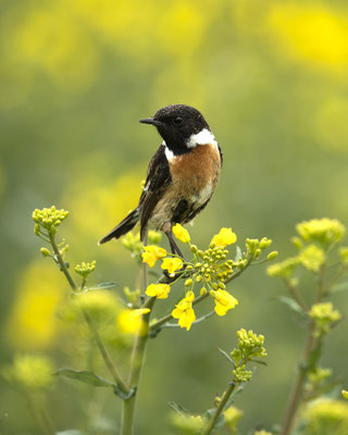 Schwarzkehlchen im Raps