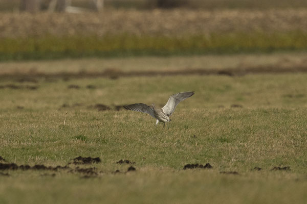 Brachvogel - sehr selten bei uns - leider weit weg, aber egal :-)