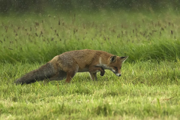 Mein Fuchs fängt seine Mäuse auch bei strömenden Regen :-)