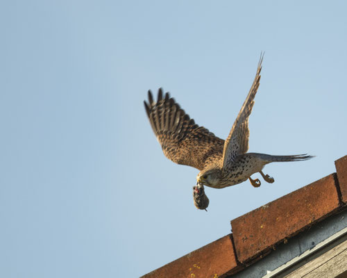 Falkenmädchen mit ihrem Hochzeitsgeschenk :-) er brachte es ihr grad....