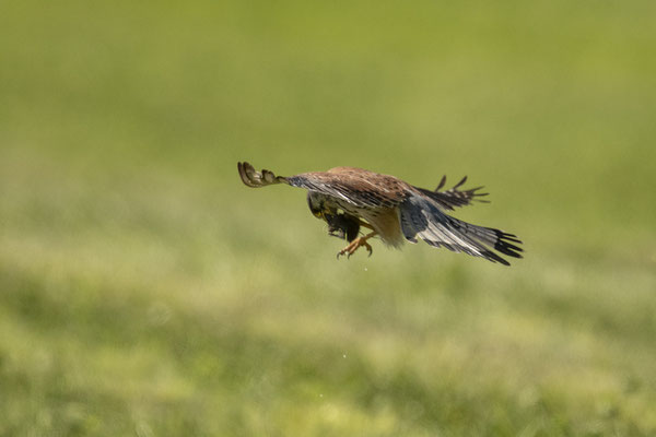 Turmfalke mit frisch gefangener Maus
