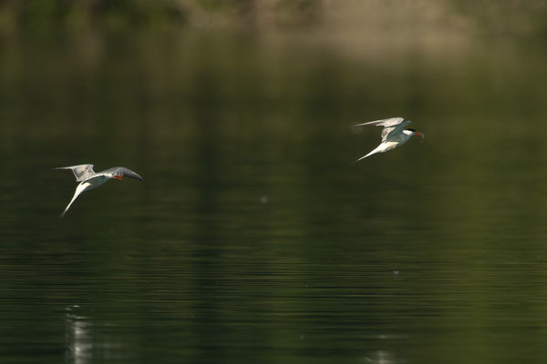 2 Flussseeschwalben :-) mit Futter für die Kinder