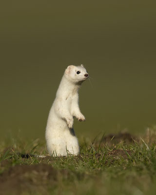 ein neues Hermelin :-)