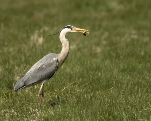Graureiher mit Zauneidechse