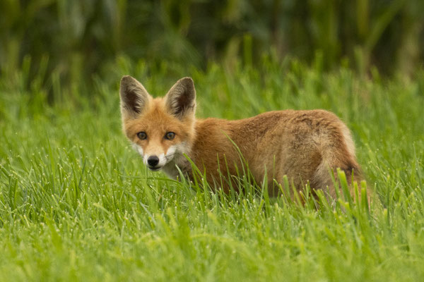 neugieriger Jungfuchs