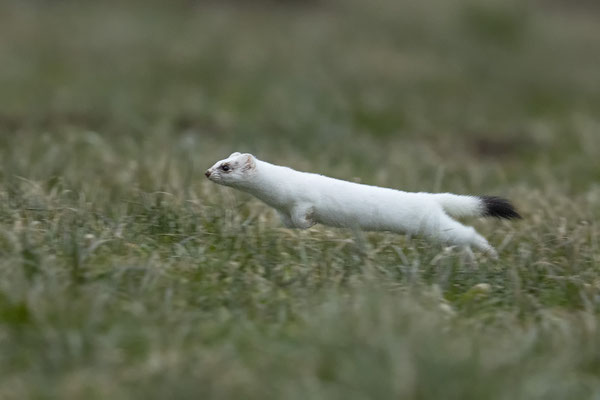 Micha heute im Sprung :-)