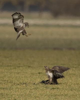 Kampf der Bussarde
