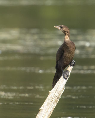 Ganz was seltenes bei uns in Bayern - die Zwergscharbe