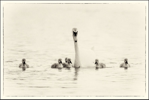 Schwanenfamilie :-) in SW da nur greisliches Wetter.....