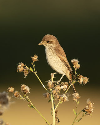 Neuntöterdame in der untergehenden Sonne :-)