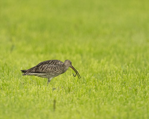 seltener Gast auf unseren Wiesen - großer Brachvogel beim Regenwürmer zupfen :-)
