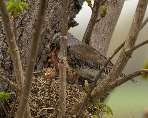 Die Wacholderdrossel meint es gut mit ihren Kindern :-)