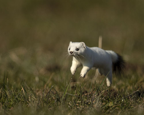Mei Hüggi ist plötzlich wieder aufgetaucht - und noch ganz weiß!