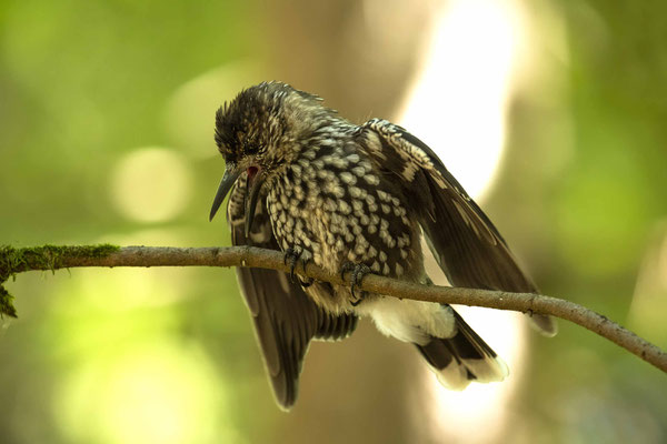 Tannenhäherbaby - Gruß an die Karin