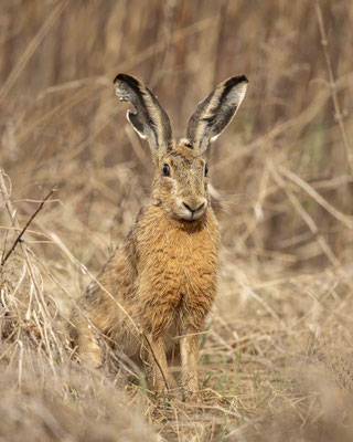 mein Osterhase hat ein Loch im Löffel :-)