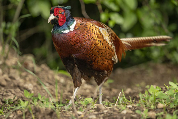 unscheuer Jagdfasan auf 3 m und er kam noch näher....