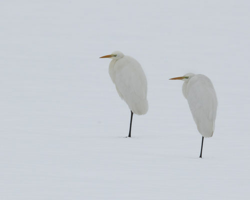 ja.......... Winter ist............. armen Silberreiher finden nix zu fressen....