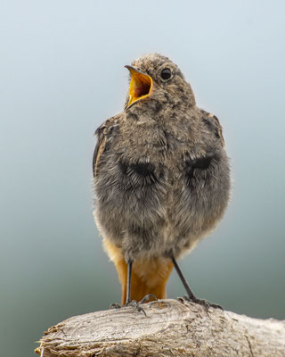 Hausrotschwänzchenkind bettelt nach Futter :-)