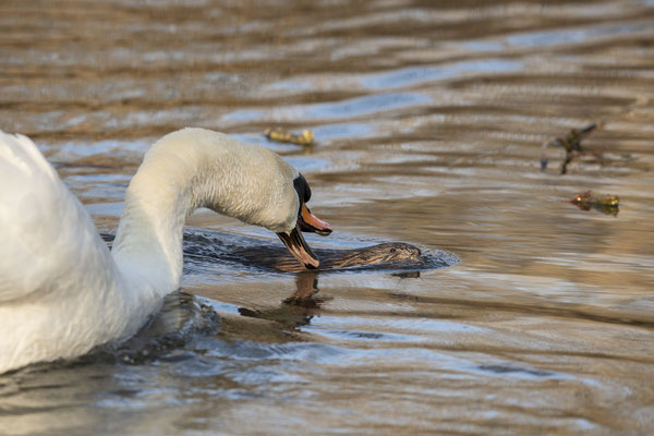 Schwan greift Bisamratte an