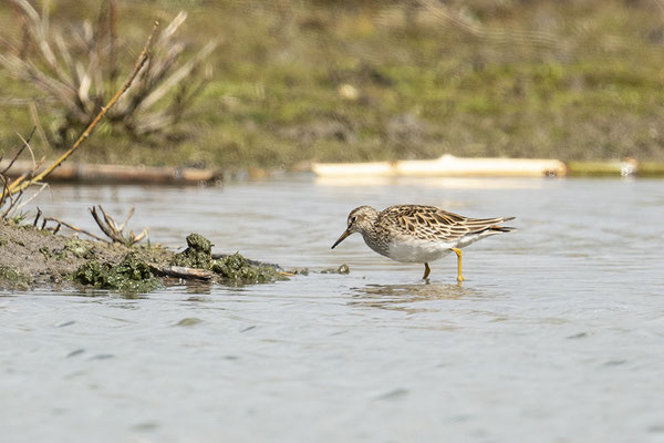 Graubruststrandläufer