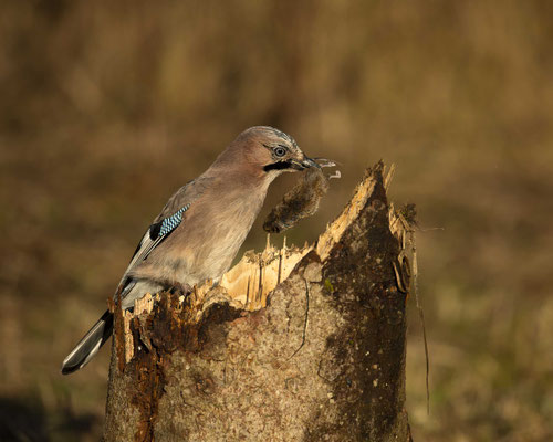Eichelhäher mit Beute