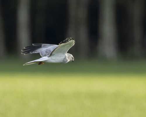 männliche Kornweihe