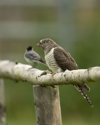 Bettelndes Kuckuckskind