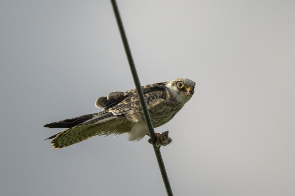 und fing eine Maus, super!