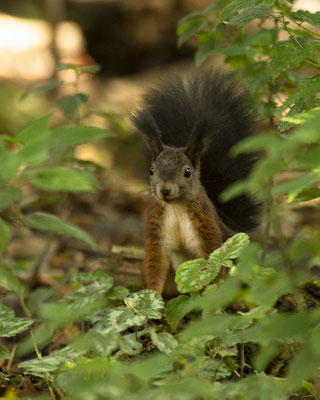 neugieriges Oachkatzerl 