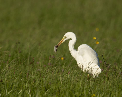 Silberreiher mit Mäuschen