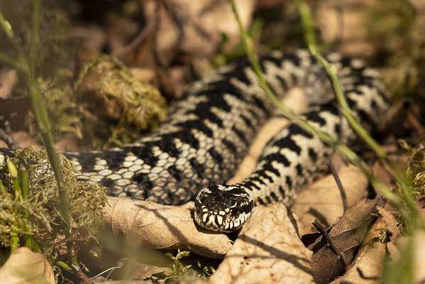 männliche Kreuzotter