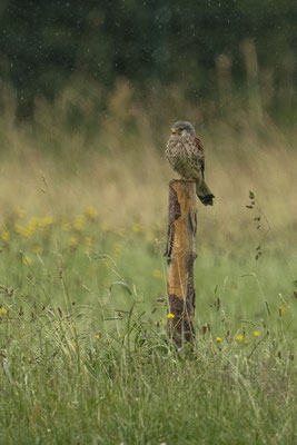 Falke denkt sich auch, sooo ein Sch... wetter