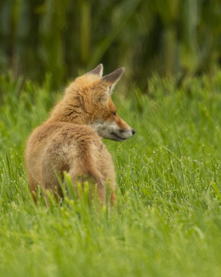 neugieriger Jungfuchs
