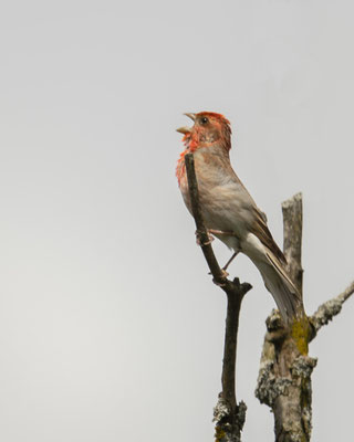 ganz was besonderes - der Karmingimpel
