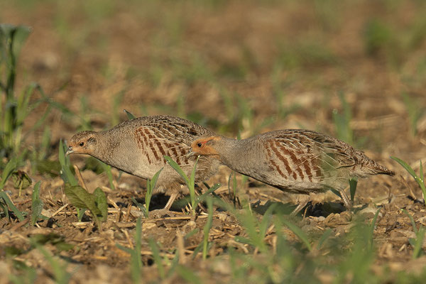 Rebhuhnpärchen
