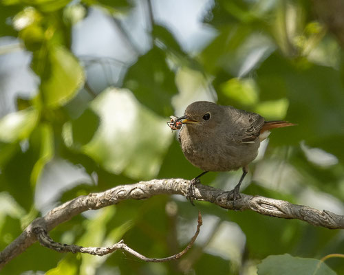 Hausrotschwänzchen mit Fang
