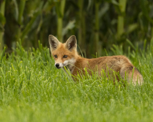 neugieriger Jungfuchs